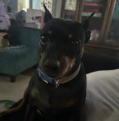 Lost Female Dog last seen West Washington and n Holmes , Indianapolis, IN 46222