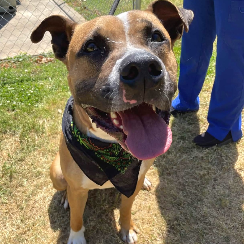 Shelter Stray Male Dog last seen , Greenville, SC 29609