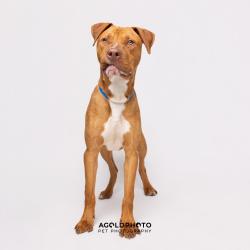 Shelter Stray Male Dog last seen , Tampa, FL 33607