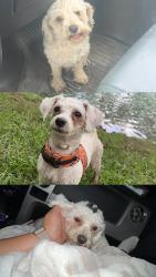 Lost Female Dog last seen Mescalero & shady grove street, Odessa, TX 79766