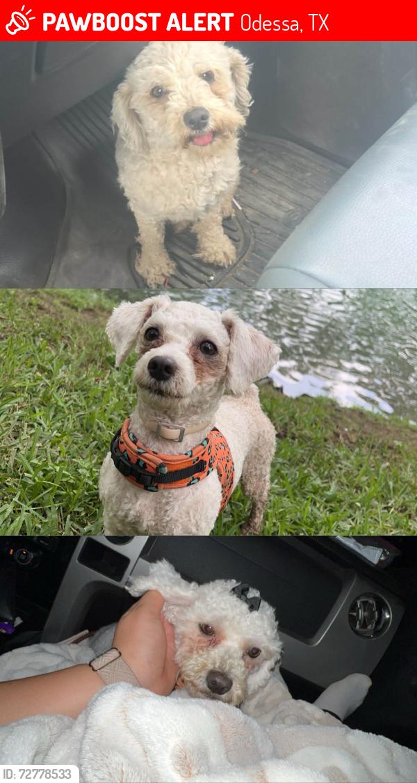 Lost Female Dog last seen Mescalero & shady grove street, Odessa, TX 79766
