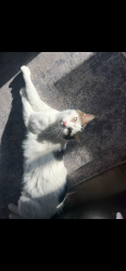 Lost Male Cat last seen Patterson, Florissant, MO 63031