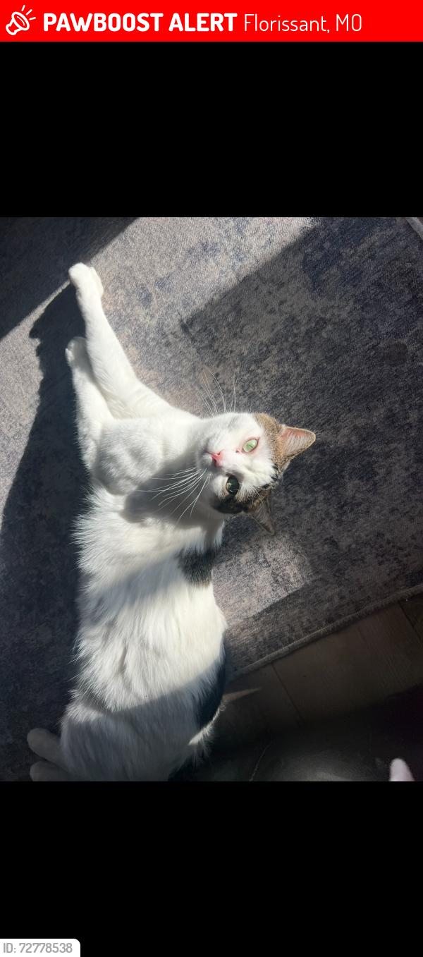 Lost Male Cat last seen Patterson, Florissant, MO 63031