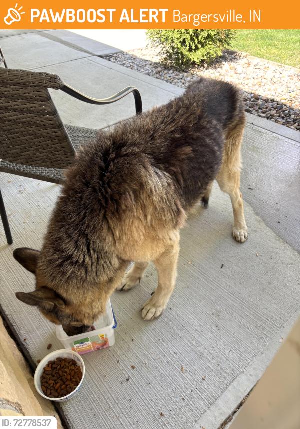 Found/Stray Male Dog last seen Near and 144 in Bargersville, Bargersville, IN 46106