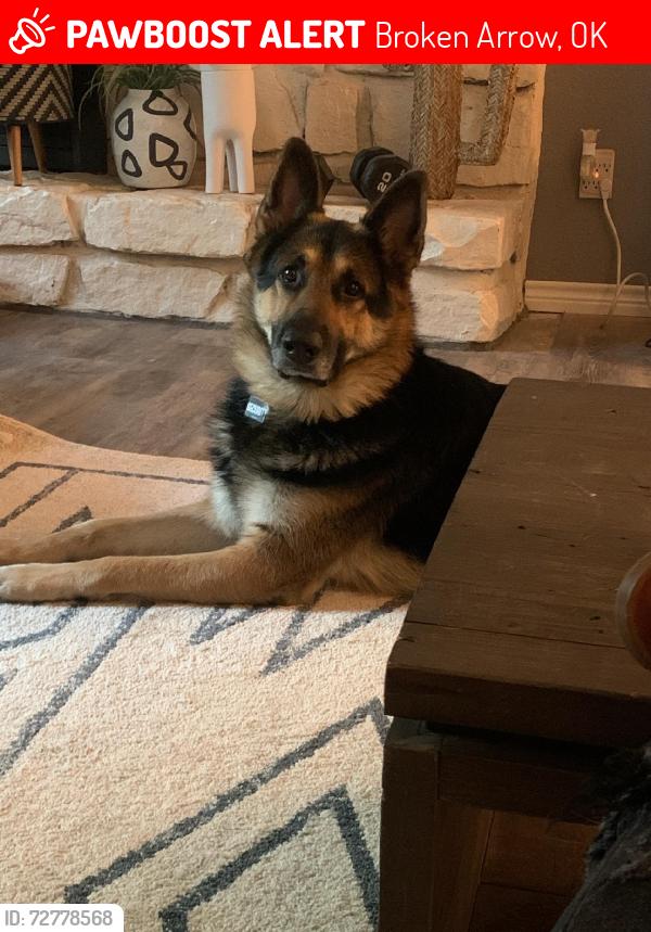 Lost Male Dog last seen Broken arrow, Broken Arrow, OK 74012