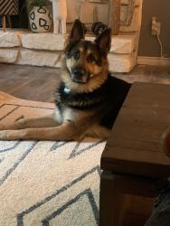 Lost Male Dog last seen Broken arrow, Broken Arrow, OK 74012