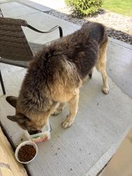 Found/Stray Male Dog last seen Near and 144 in Bargersville, Bargersville, IN 46106