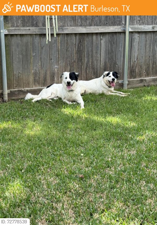 Found/Stray Unknown Dog last seen Vaughn, Burleson, TX 76028