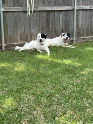 Found/Stray Unknown Dog last seen Vaughn, Burleson, TX 76028