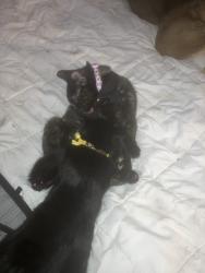 Lost Female Cat last seen Madison suites on 82nd ave, Portland, OR 97213