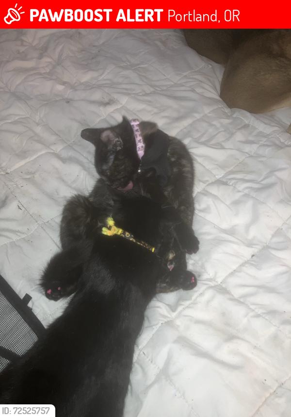Lost Female Cat last seen Madison suites on 82nd ave, Portland, OR 97213