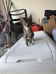 Found/Stray Male Cat last seen He’s around 1905-1908 mccurdy st , Fort Worth, TX 76104