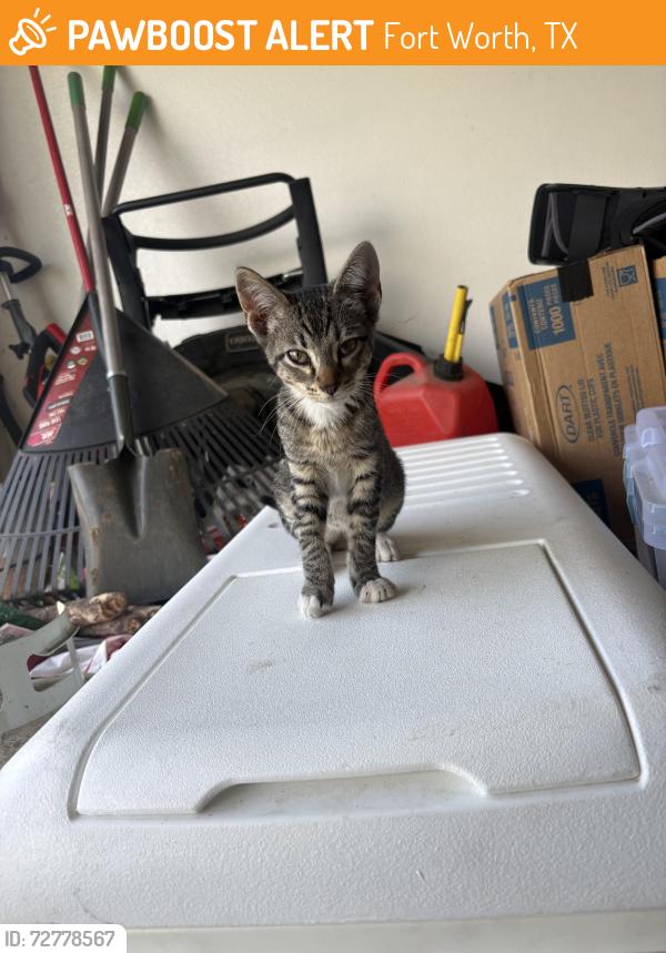 Found/Stray Male Cat last seen He’s around 1905-1908 mccurdy st , Fort Worth, TX 76104