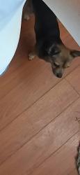 Lost Male Dog last seen Bluesprings rd, Cleveland, TN 37311