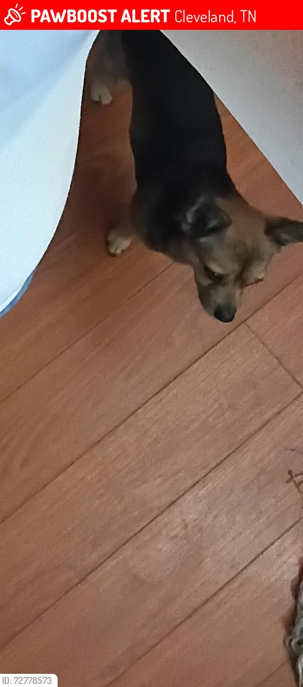 Lost Male Dog last seen Bluesprings rd, Cleveland, TN 37311