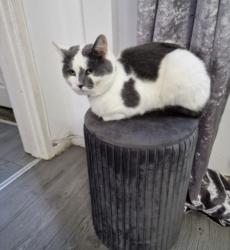 Lost Male Cat last seen Leam lane , Tyne and Wear, England NE10 8RA