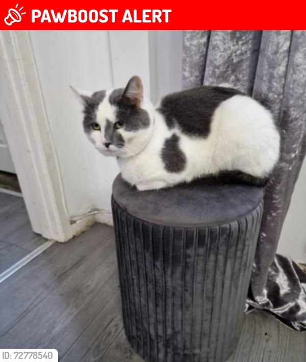Lost Male Cat last seen Leam lane , Tyne and Wear, England NE10 8RA