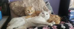Reunited Male Cat last seen Tulare and Naomi, Burbank, CA 91504