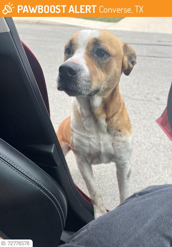 Found/Stray Female Dog last seen I-10/Graytown Rd, Converse, TX 78109