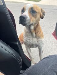 Found/Stray Female Dog last seen I-10/Graytown Rd, Converse, TX 78109