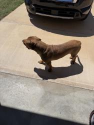 Found/Stray Male Dog last seen In Windstone neighborhood off Indian Hills Rd, Norman, OK 73072