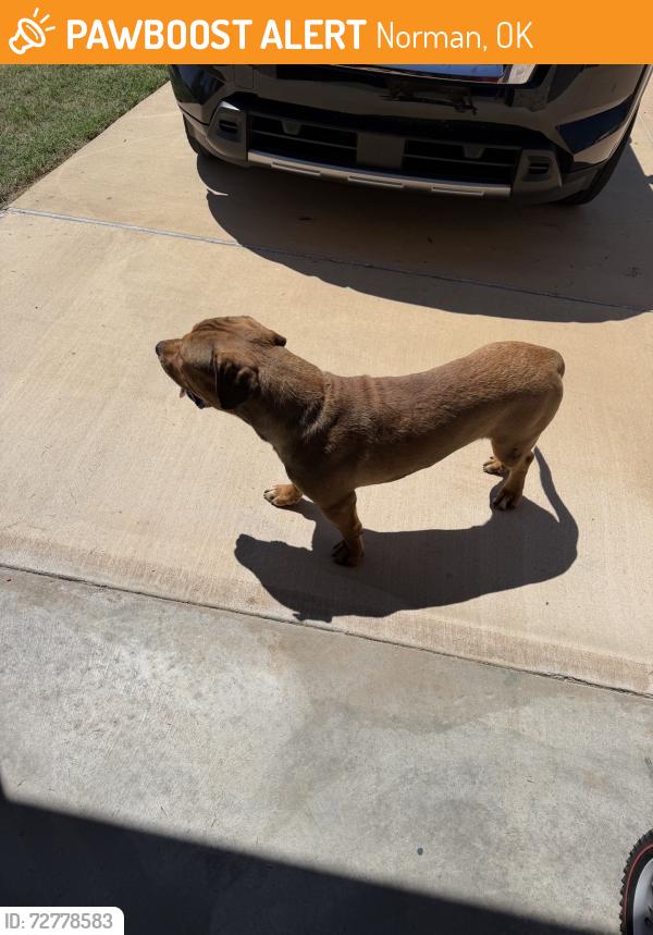 Found/Stray Male Dog last seen In Windstone neighborhood off Indian Hills Rd, Norman, OK 73072