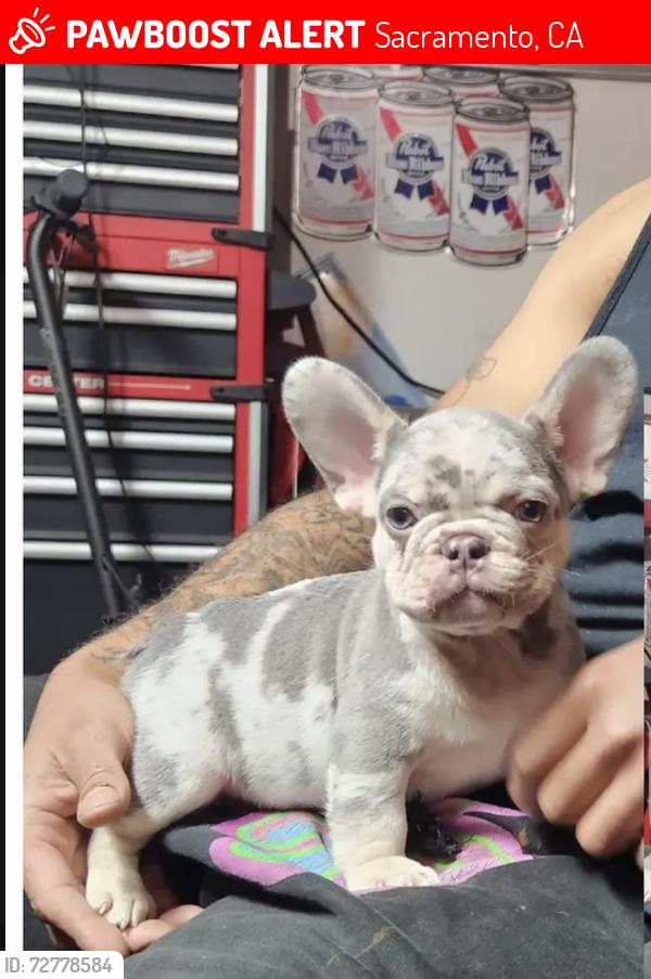 Lost Male Dog last seen Seyferth way & Telfer way, Sacramento, CA 95823