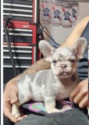 Lost Male Dog last seen Seyferth way & Telfer way, Sacramento, CA 95823