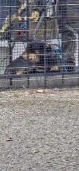 Found/Stray Unknown Dog last seen 1st and under the I-40 bridge, Albuquerque, NM 87102