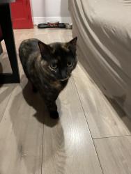 Found/Stray Female Cat last seen Norwood avenue , Sacramento, CA 95838