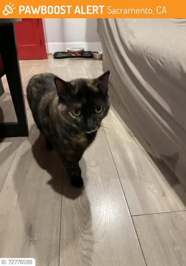 Found/Stray Female Cat last seen Norwood avenue , Sacramento, CA 95838