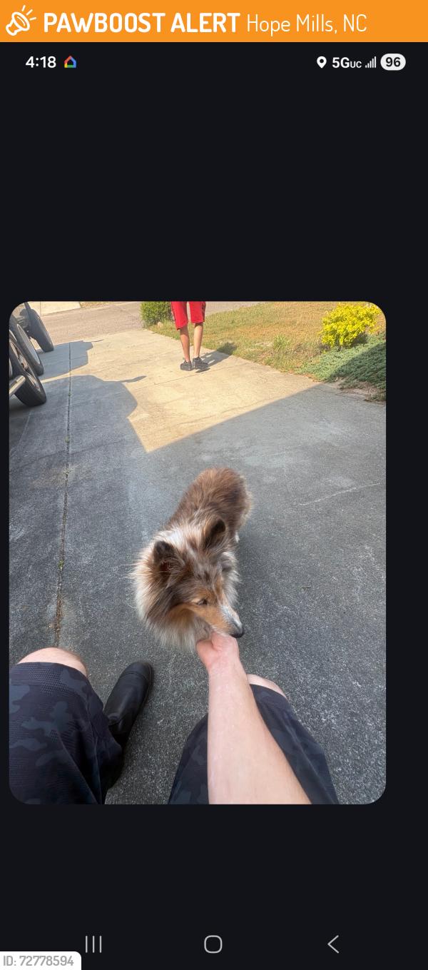 Found/Stray Female Dog last seen Fire department , Hope Mills, NC 28348