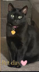 Lost Female Cat last seen Bonita California , Bonita, CA 91902