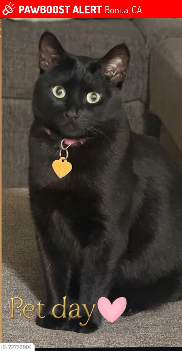Lost Female Cat last seen Bonita California , Bonita, CA 91902