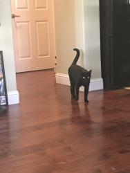 Lost Male Cat last seen Carriage hse Street in Del Webb Manteca, Manteca, CA 95336