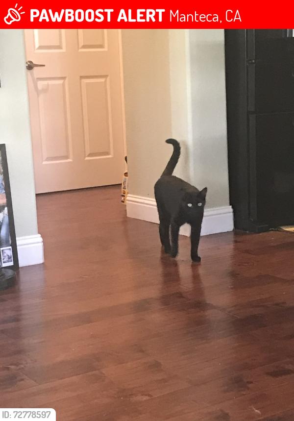 Lost Male Cat last seen Carriage hse Street in Del Webb Manteca, Manteca, CA 95336