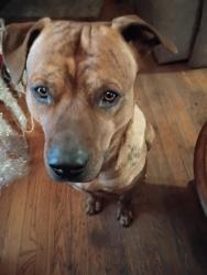 Lost Male Dog last seen 23rd /435 kcmo, Kansas City, MO 64126