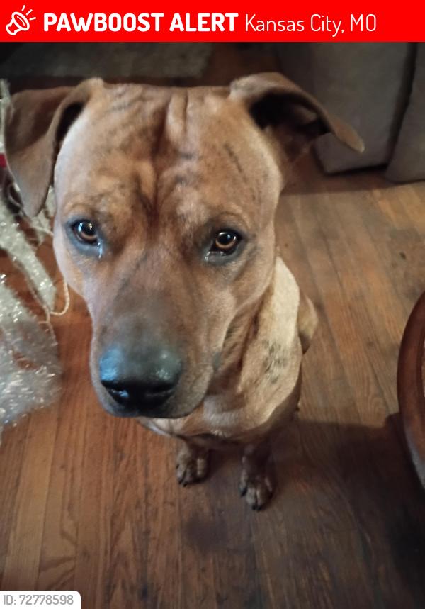 Lost Male Dog last seen 23rd /435 kcmo, Kansas City, MO 64126