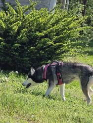 Found/Stray Unknown Dog last seen E swope Trail/Arrowhead Ridge, Independence, MO 64056