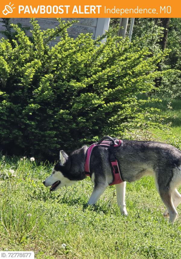 Found/Stray Unknown Dog last seen E swope Trail/Arrowhead Ridge, Independence, MO 64056