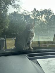Lost Male Cat last seen Ft King and eighth st, Ocala, FL 34474