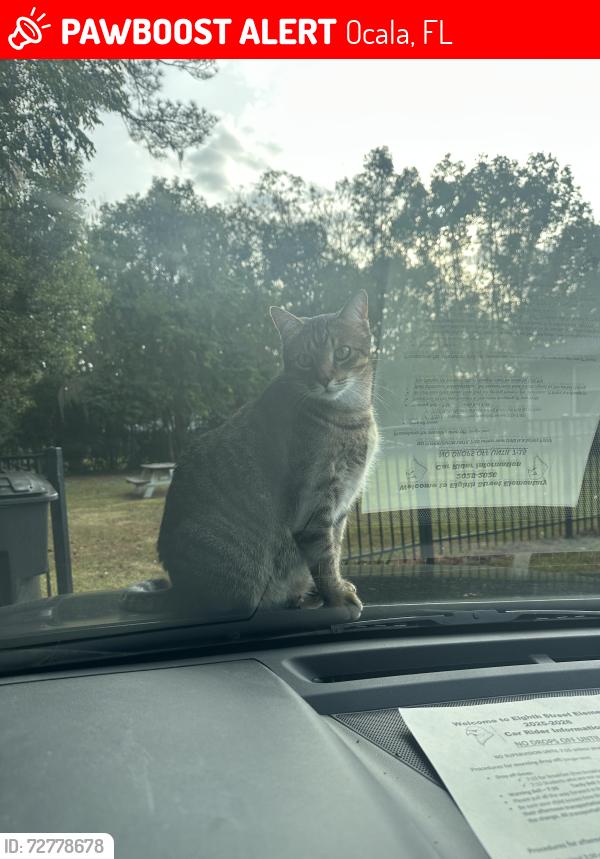 Lost Male Cat last seen Ft King and eighth st, Ocala, FL 34474