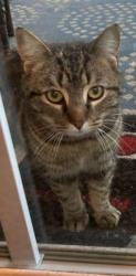 Lost Female Cat last seen Near Cooper leaf parkway, Durham, NC 27703