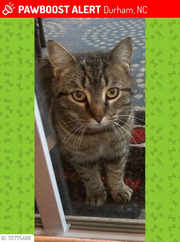 Lost Female Cat last seen Near Cooper leaf parkway, Durham, NC 27703