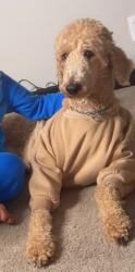 Lost Female Dog last seen Edgewood, Franklin, Southside, Indianapolis, IN 46239