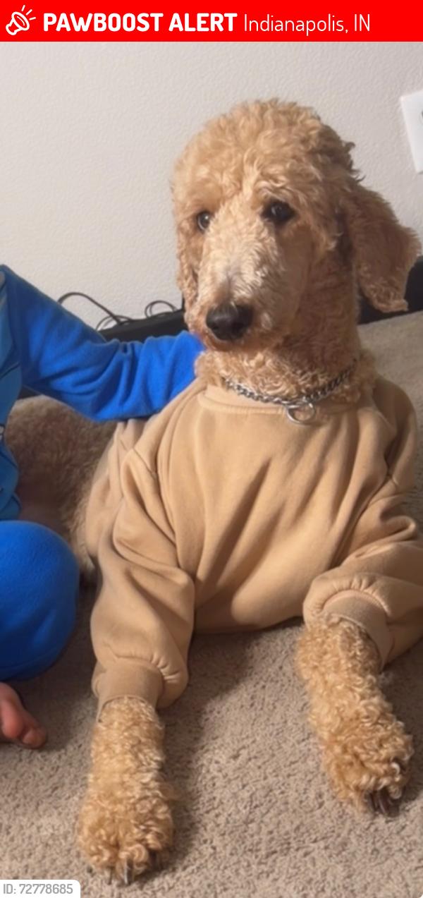 Lost Female Dog last seen Edgewood, Franklin, Southside, Indianapolis, IN 46239