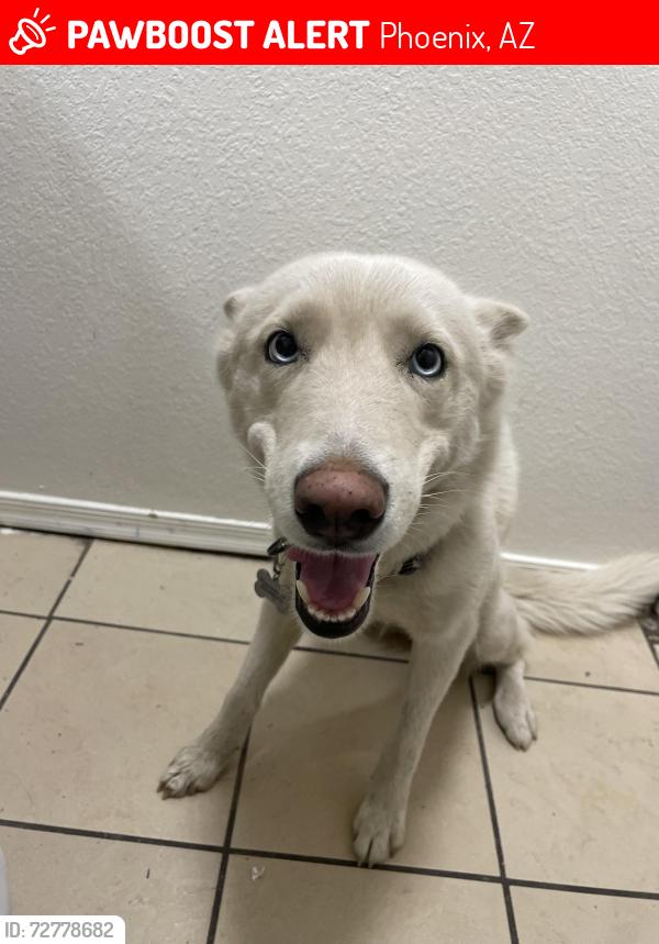 Lost Female Dog last seen 32nd st Mcdowell, Phoenix, AZ 85008