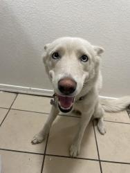 Lost Female Dog last seen 32nd st Mcdowell, Phoenix, AZ 85008