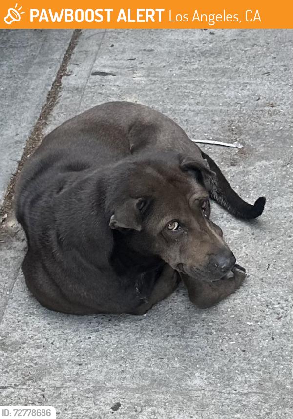 Found/Stray Male Dog last seen Northgate Market on Soto Street, Los Angeles, CA 90023