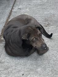 Found/Stray Male Dog last seen Northgate Market on Soto Street, Los Angeles, CA 90023